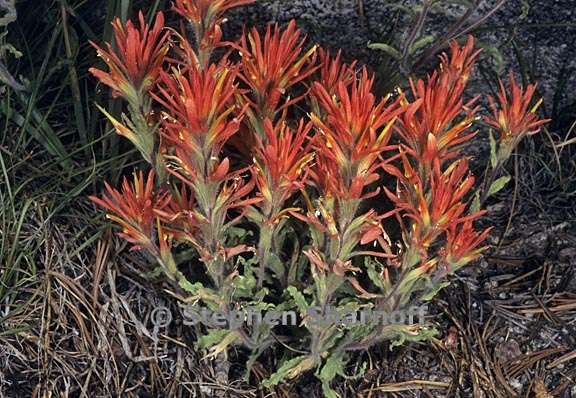 castilleja applegatei ssp pallida 4 graphic